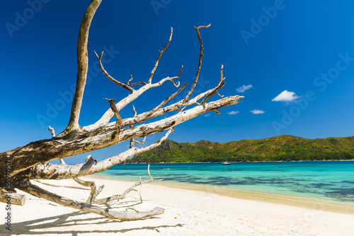 Anse Boudin beach in the Seychelles and dry branches