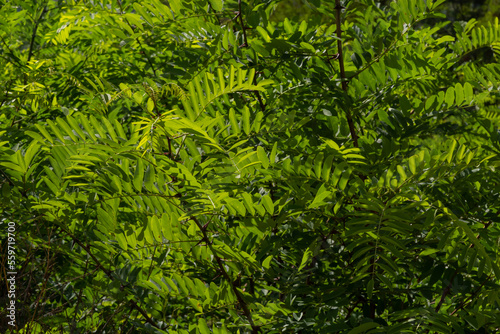 Fototapeta Naklejka Na Ścianę i Meble -  Acacia. Green leaf plant close-up. Natural background. Green background
