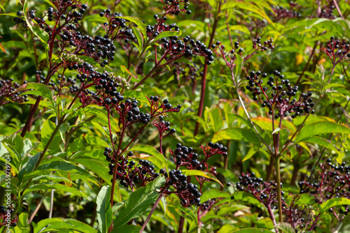 Sambucus ebulus is a poisonous perennial herb. It can also be used as a medicinal plant