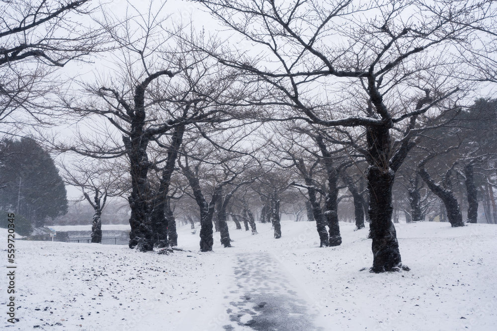 Leafless trees and white snow in the park during snowfall Leafless trees and white snow in the park during snowfall