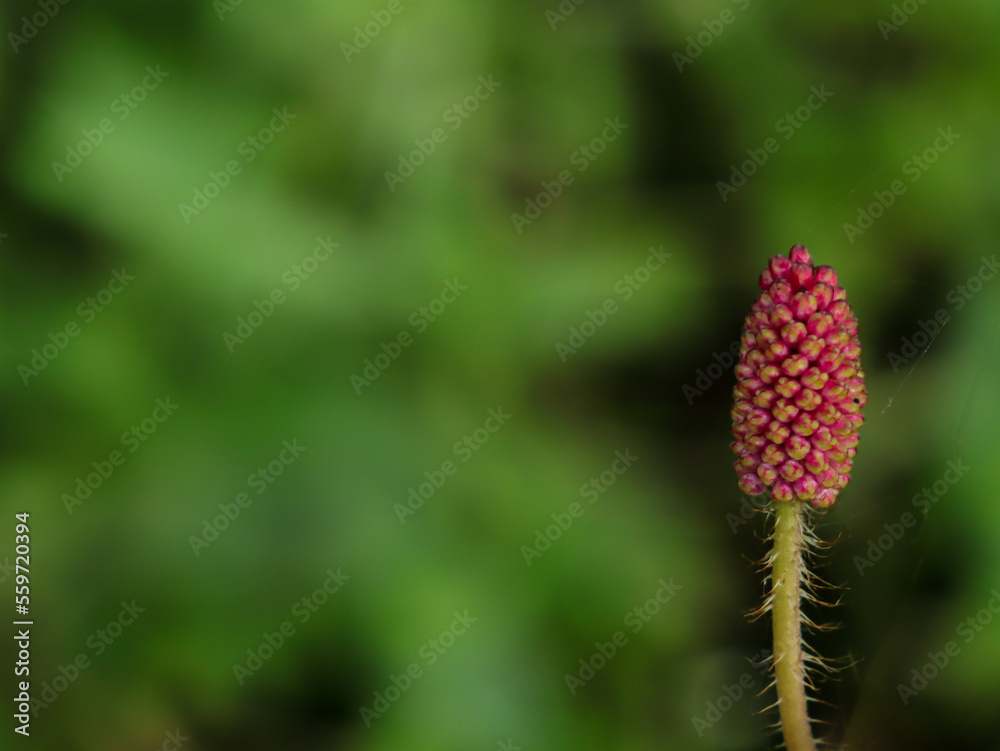 Close up of raspberries