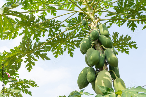Nature fresh yellow papaya on tree with fruits. organic green papaya on tree.