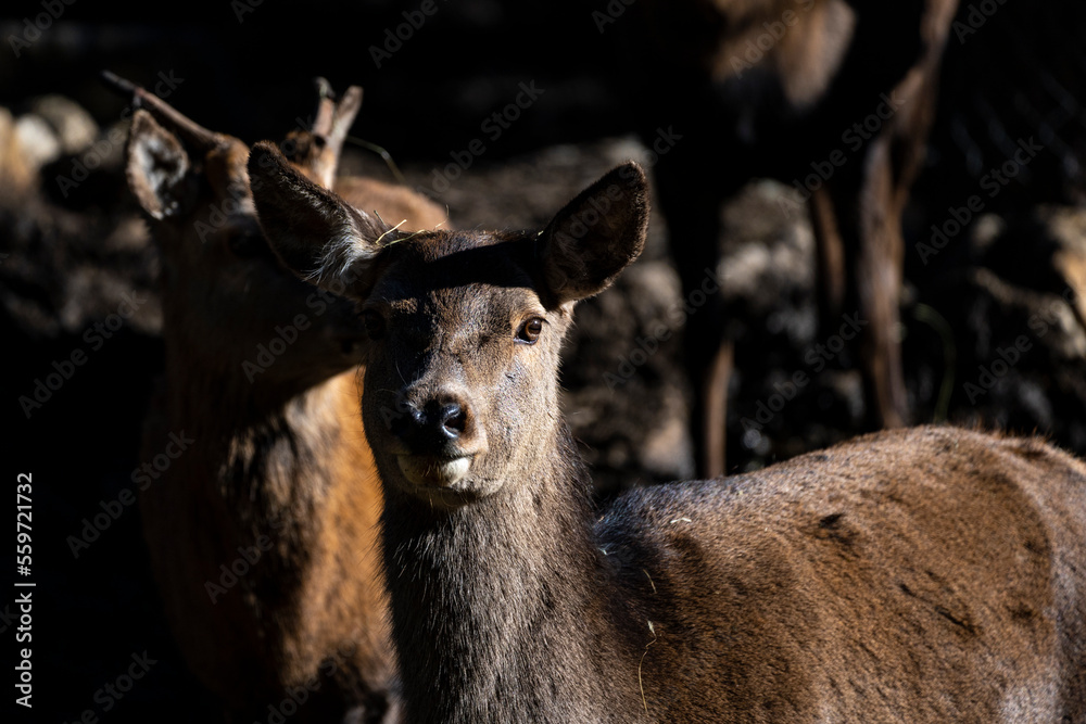 Fototapeta premium Parc Animalier, Les Angles, Capcir, Pyrenees Orientales, France