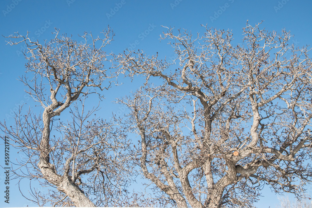 Branches of large walnut tree in winter on clear blue sky background Branches of large walnut tree in winter on clear blue sky background