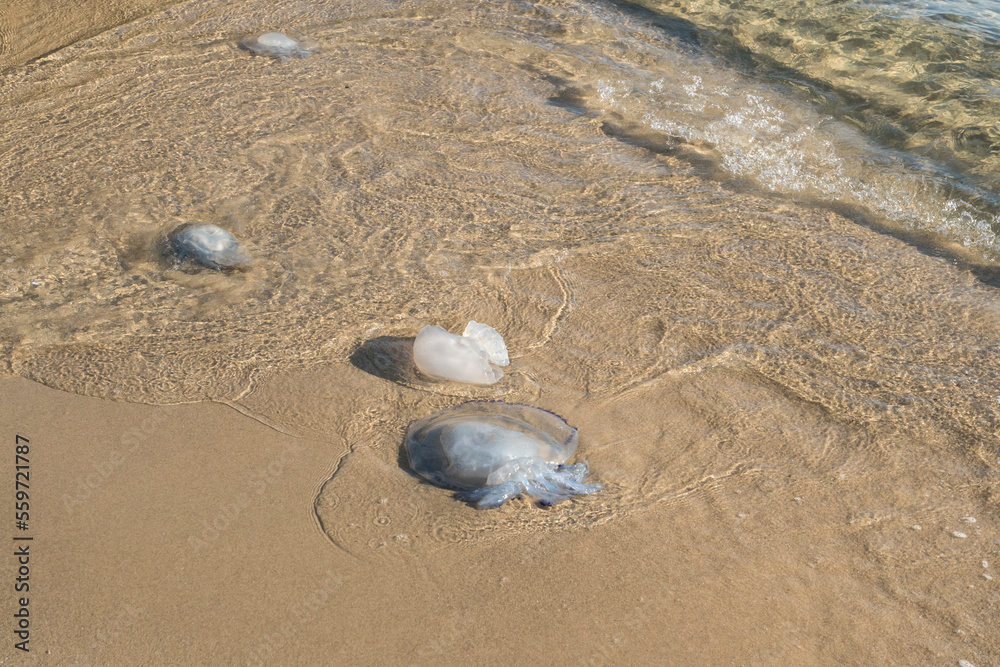 Jellyfish thrown from the sea waters on the beach sand Jellyfish thrown from the sea waters on the beach sand