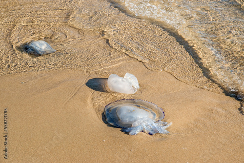 Fototapeta Naklejka Na Ścianę i Meble -  Jellyfish thrown from the sea waters on the beach sand