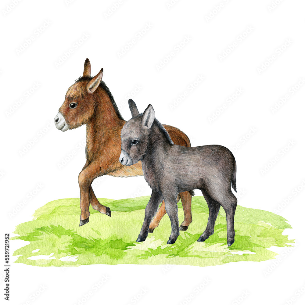 Cute donkeys on the green grass. Watercolor illustration. Donkey farm domestic animal on the meadow. Countryside landscape scene. Vintage style illustration. Cute donkeys on the green grass. Watercolor illustration. Donkey farm domestic animal on the meadow. Countryside landscape scene. Vintage style illustration.