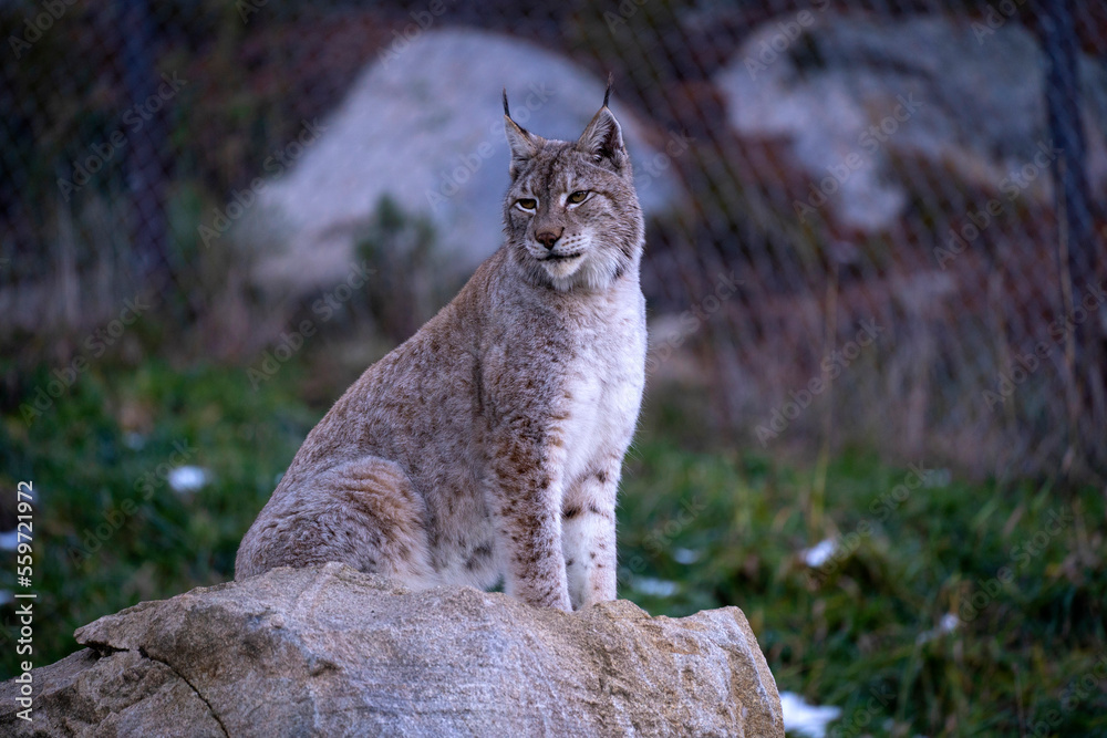 Fototapeta premium Parc Animalier, Les Angles, Capcir, Pyrenees Orientales, France