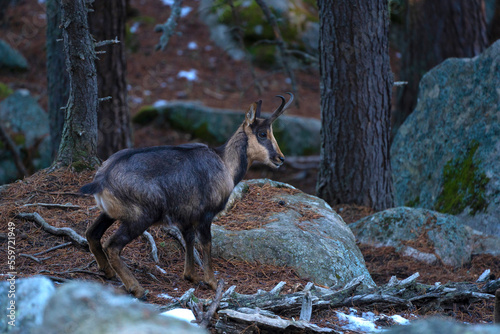 Pyrenean chamois, Rupicapra pyrenaica - Isard, .