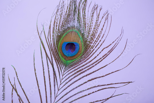 peacock feather on purple paper background background