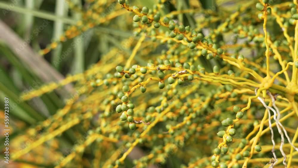Fresh ripening green date palm fruits hanging on a tropical tree Fresh ripening green date palm fruits hanging on a tropical tree