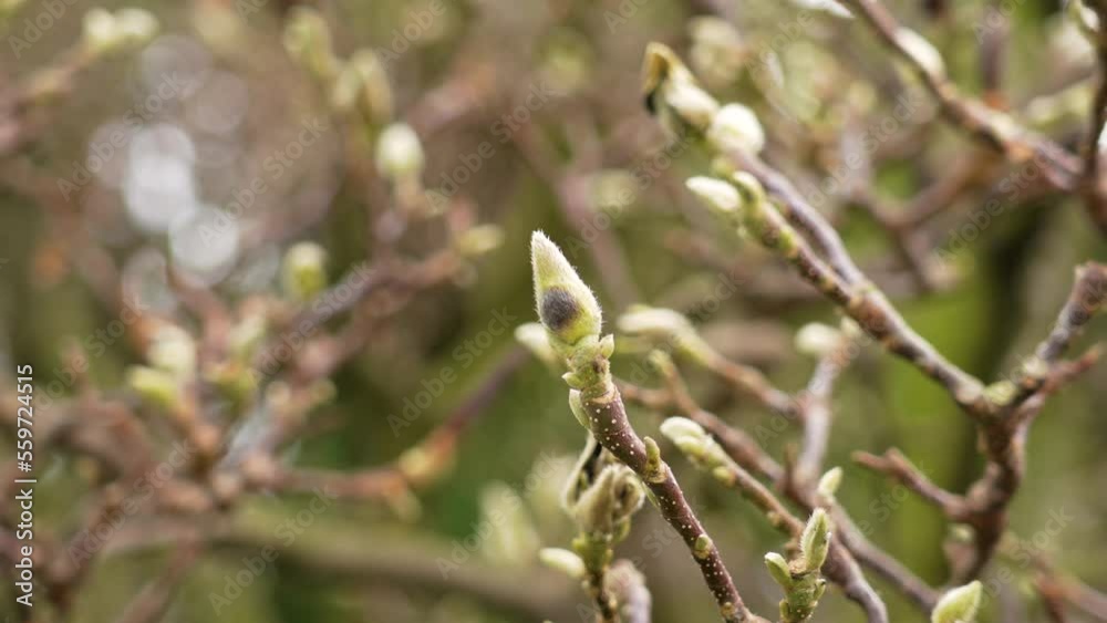 New flower burgeons of magnolia soulangeana tree in springtime close up New flower burgeons of magnolia soulangeana tree in springtime close up
