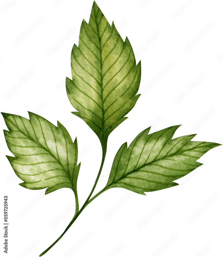 Watercolor illustration with green leaves branch Watercolor illustration with green leaves branch