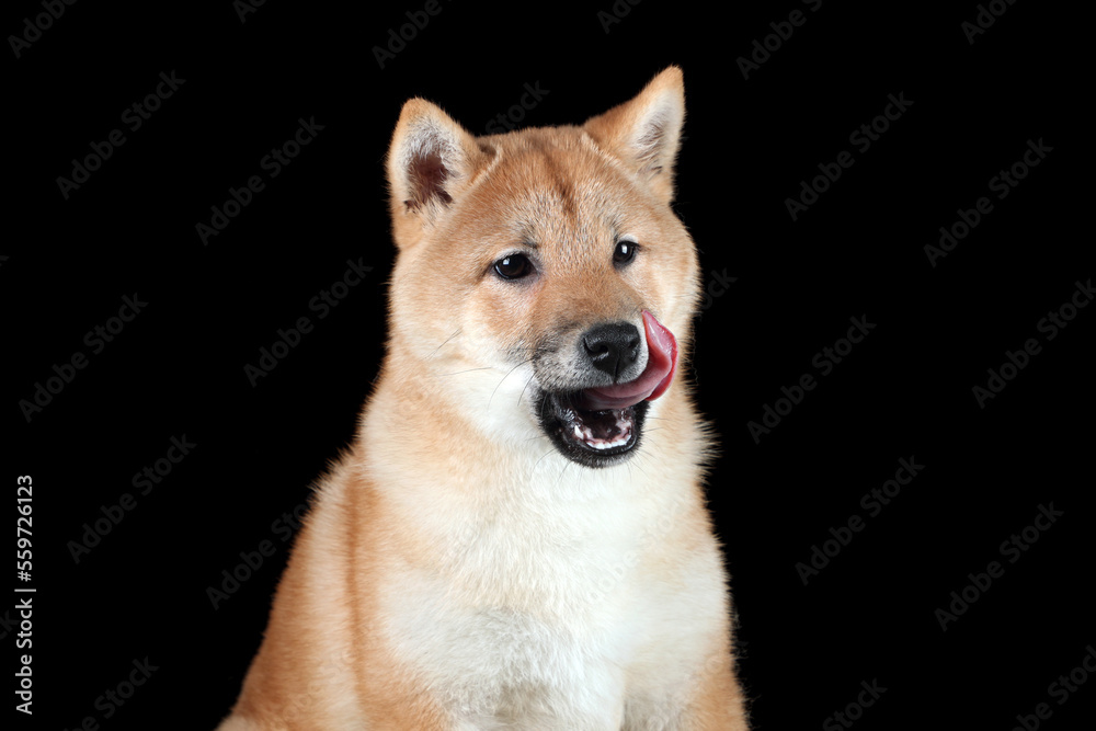 Cute Shiba Ina puppy licking his lips Cute Shiba Ina puppy licking his lips