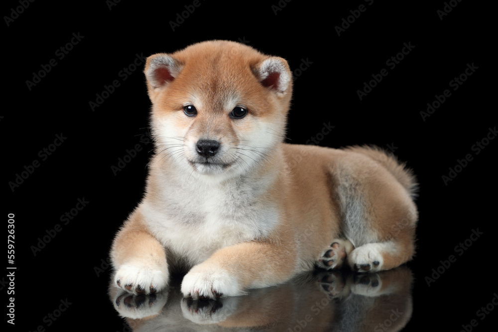 Cute Shiba Ina puppy on a black background. red puppy
