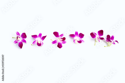 Obraz na plátně Beautiful purple orchid flowers on white background.