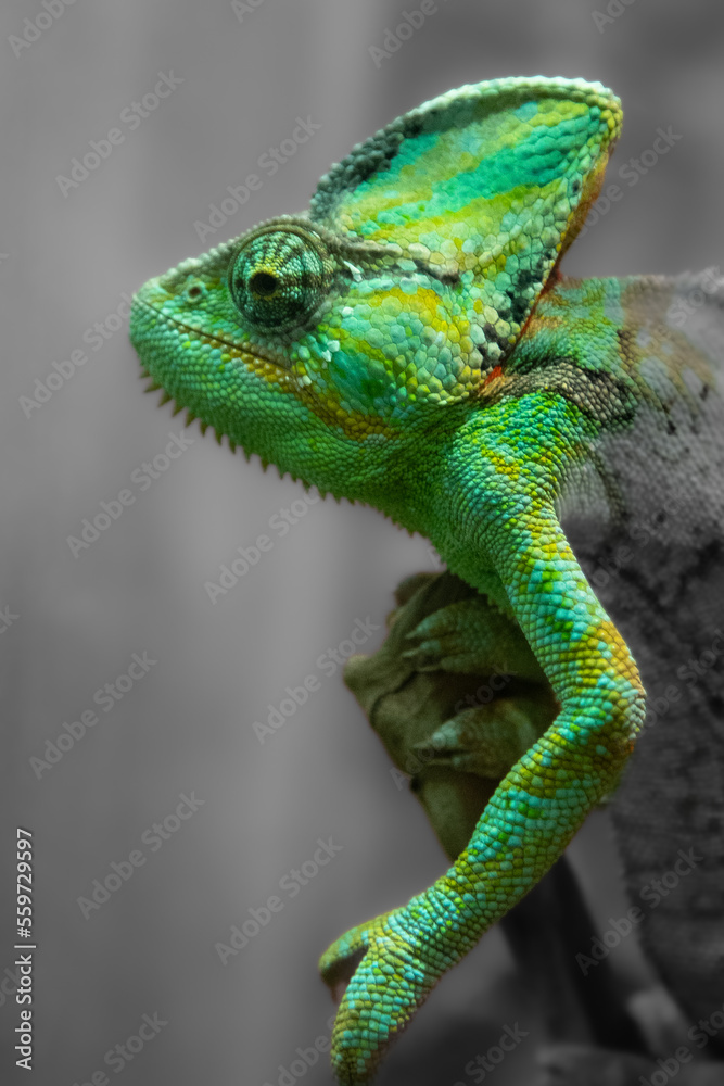 Obraz premium The green chameleon Chamaeleonidae is a family of lizards that can change body color. Bright portrait of an animal. Lizard.