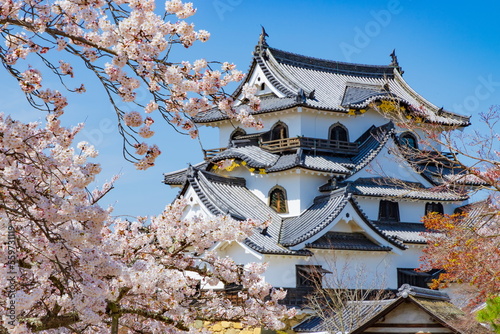 彦根城の桜風景