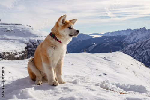 Akita Inu in the Italian Alps in winter
