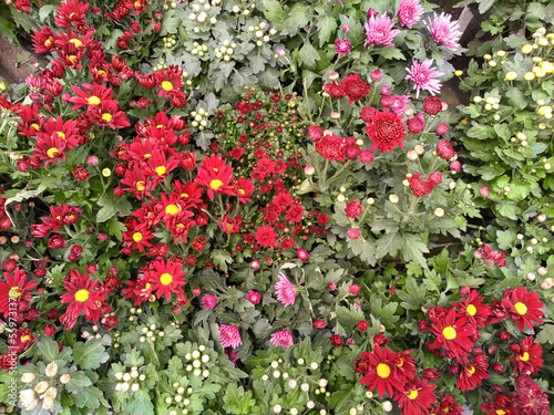 Beautiful colorful chrysanthemum morifolium flowers in top view