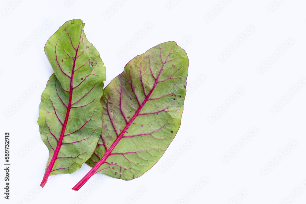 Fototapeta premium Fresh swiss chard leaves. Baby leaf swiss chard