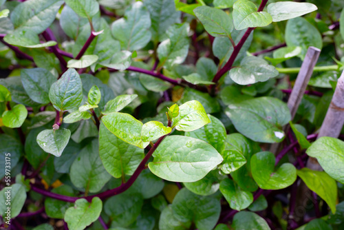 Ceylon spinach or basella rubra linn photo