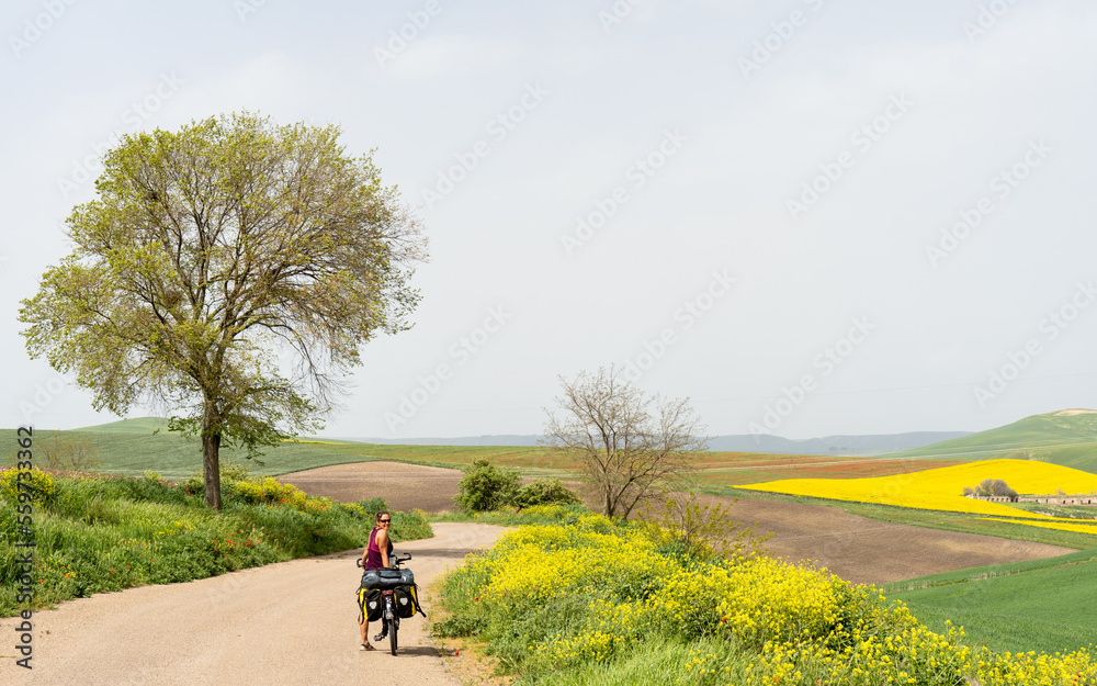 Obraz premium Cyclist on Road through Yellow Flower Fields, Potenza, Italy
