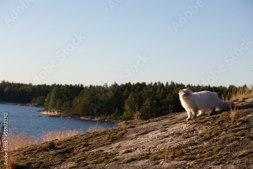 Wallpaper Mural Siberian forest cat out walking on cliff Torontodigital.ca