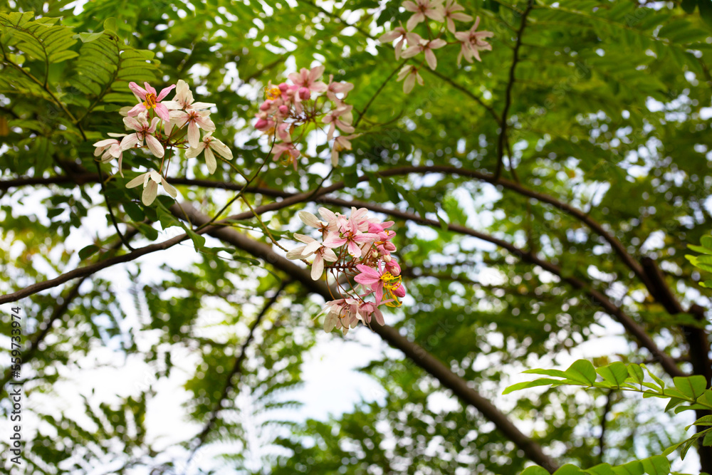 Rainbow shower tree with flower Rainbow shower tree with flower
