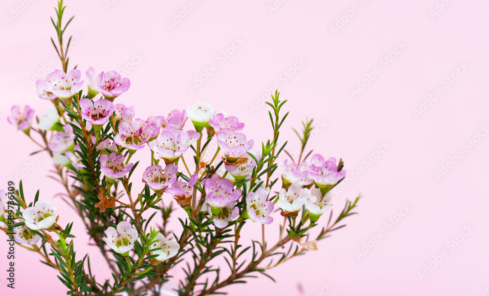 Pink white waxflower on pink background.