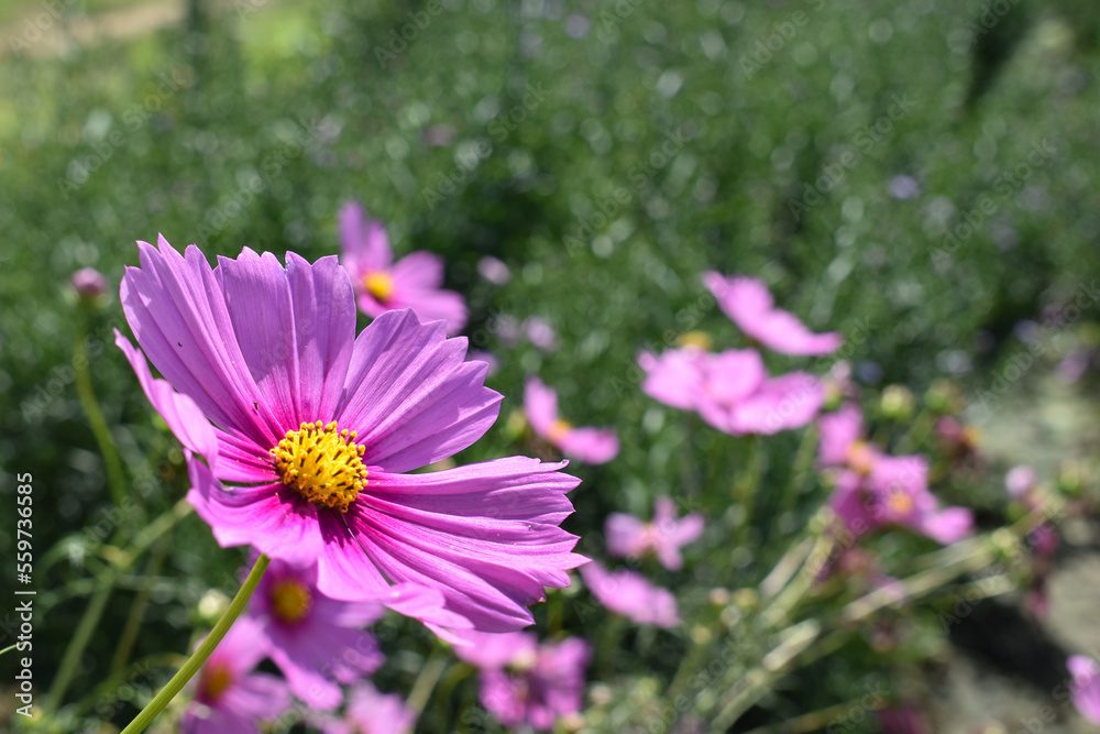 Beautiful purple cosmos flowers blooming in meadow Beautiful purple cosmos flowers blooming in meadow