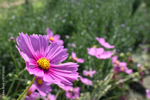 Beautiful purple cosmos flowers blooming in meadow