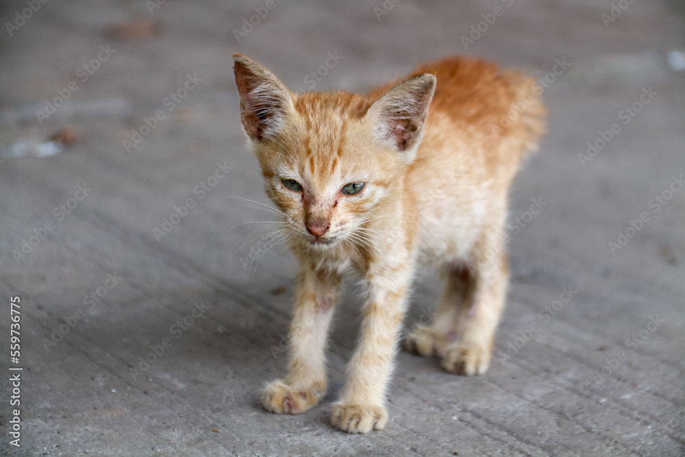 An orange kitten that looks emaciated from living on the streets An orange kitten that looks emaciated from living on the streets