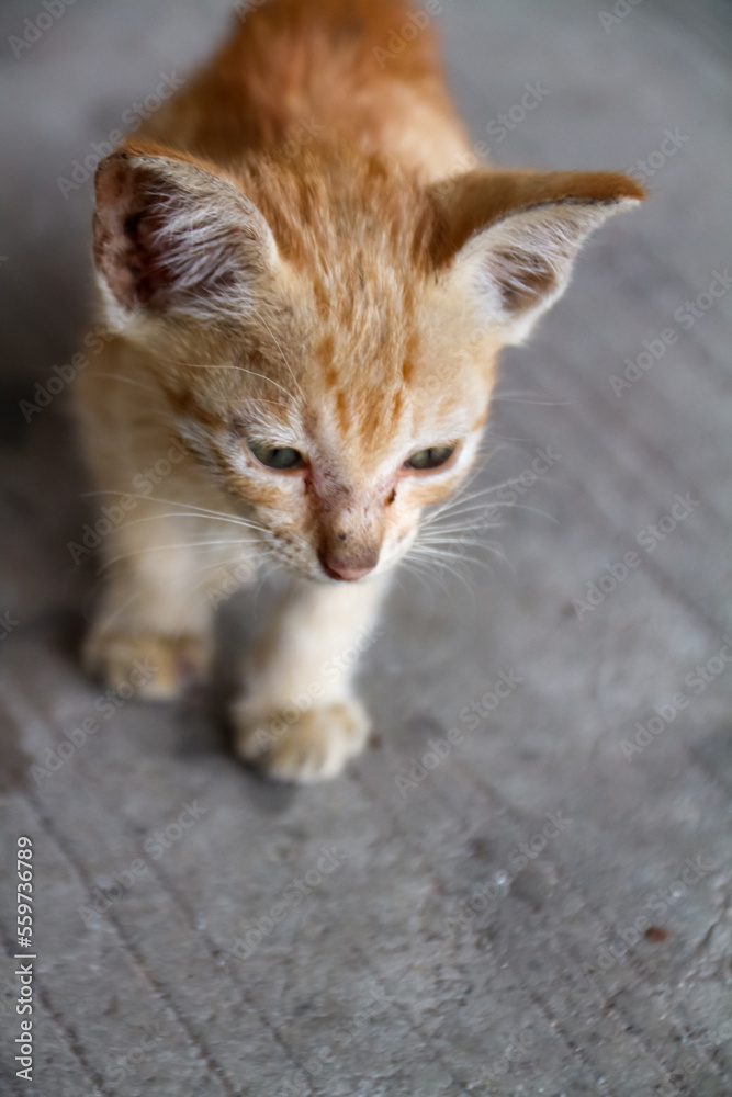 An orange kitten that looks emaciated from living on the streets
