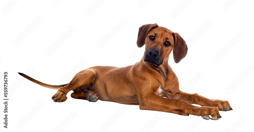 Cute wheaten Rhodesian Ridgeback puppy dog with dark muzzle, laying down side ways facing front. Head up and looking at camera with sweet brown eyes. Isolated cutout on transparent background.