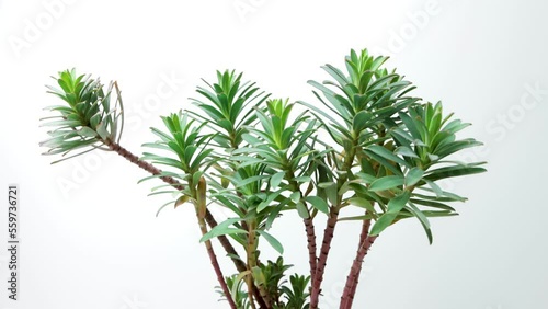 Euphorbia myrsinites, myrtle spurge plant on white background photo