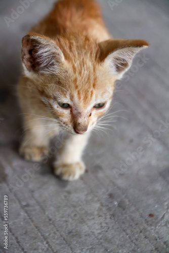 An orange kitten that looks emaciated from living on the streets © OYeah