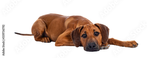 Cute wheaten Rhodesian Ridgeback puppy dog with dark muzzle, laying down side ways facing front. Looking at camera with sweet brown eyes and sad face. Isolated cutout on transparent background.