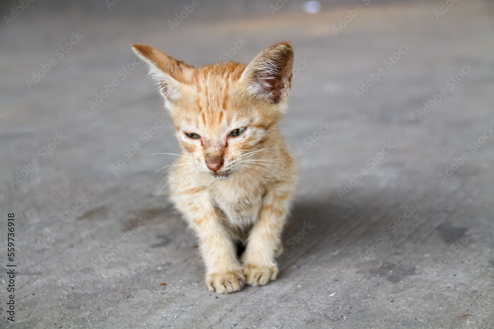 An orange kitten that looks emaciated from living on the streets An orange kitten that looks emaciated from living on the streets