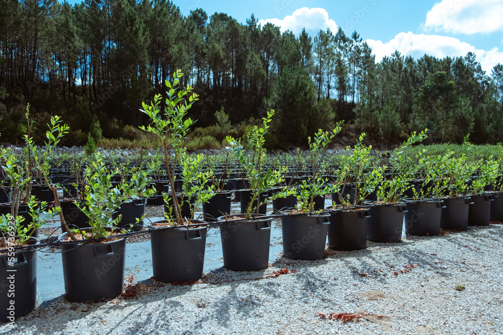 Many blueberry row, agro plastic pots,organic growing, summer harvesting in Portugal Many blueberry row, agro plastic pots,organic growing, summer harvesting in Portugal