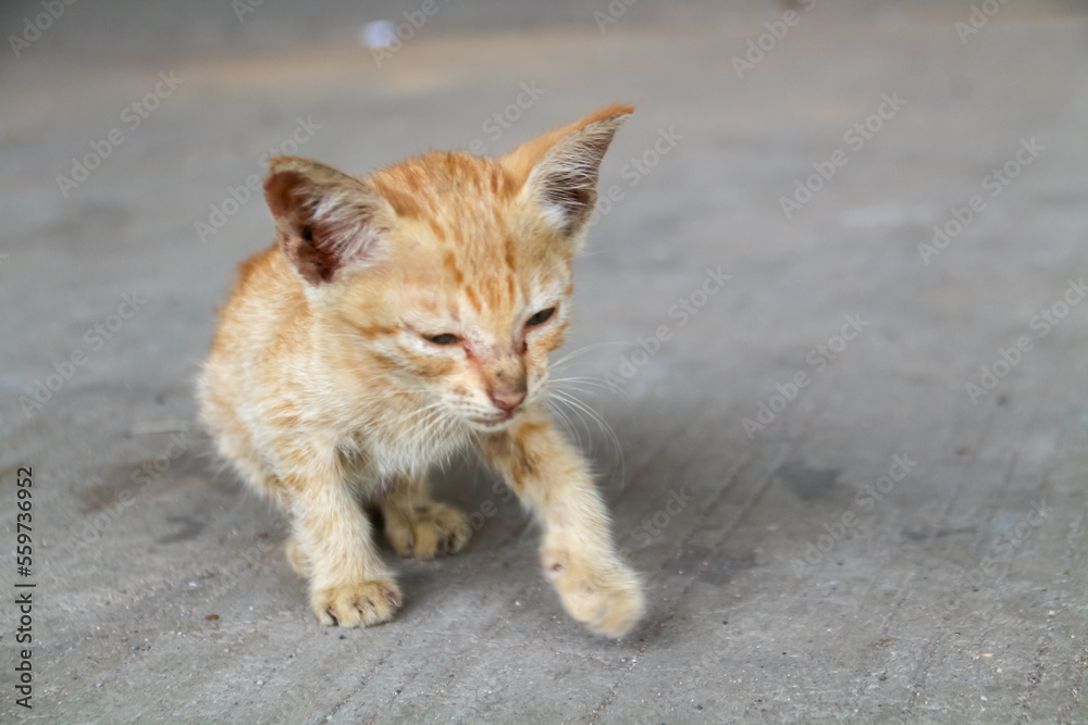 An orange kitten that looks emaciated from living on the streets An orange kitten that looks emaciated from living on the streets