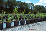 Many blueberry row, agro plastic pots,organic growing, summer harvesting in Portugal
