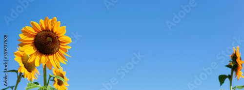 Sunflower field with blue sky. Beautiful summer landscape.