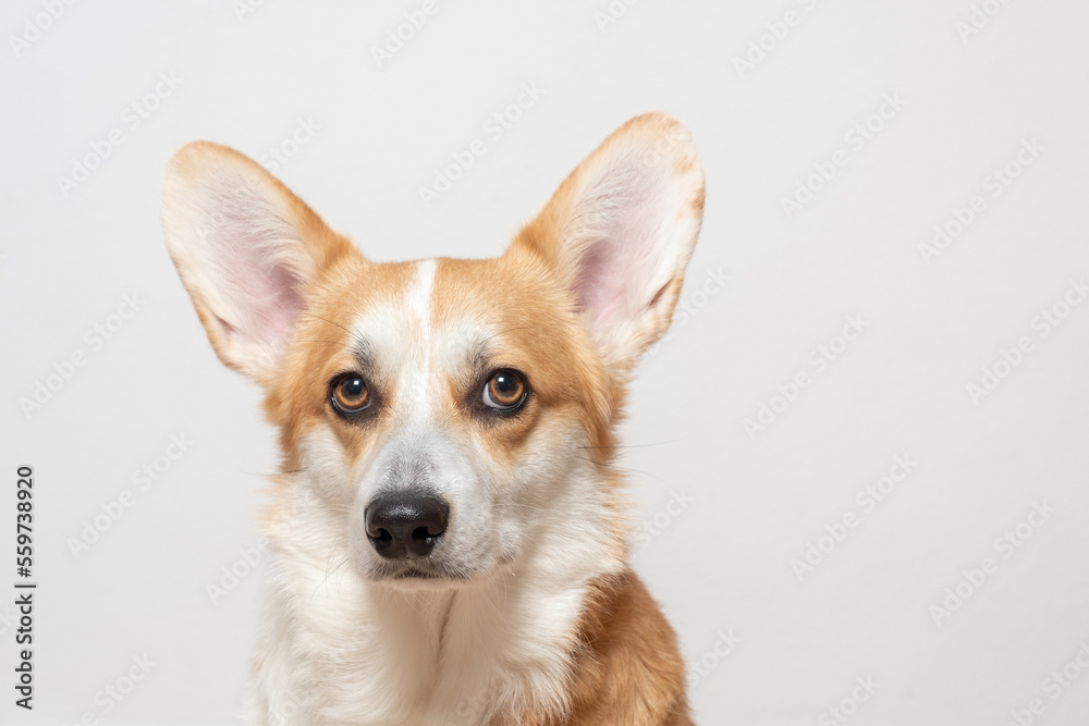 Portrait of adorable Welsh corgi Pembroke lying on a comfortable sofa Portrait of adorable Welsh corgi Pembroke lying on a comfortable sofa