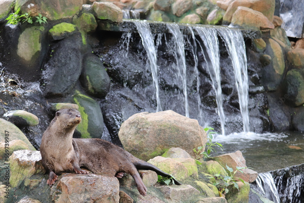 Obraz premium Cute Otter in a Indian zoo