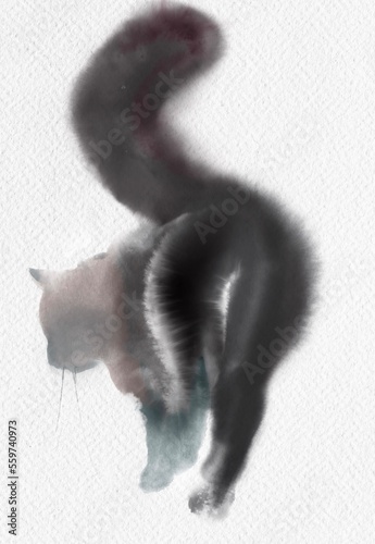 black and whitewater  cat