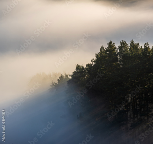 Misty foggy forest with sunbeam at the edge of the forest and copy space. Forest with space for text.