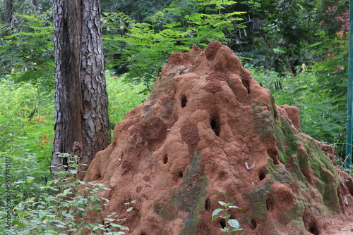 Holes for an animal at the zoo