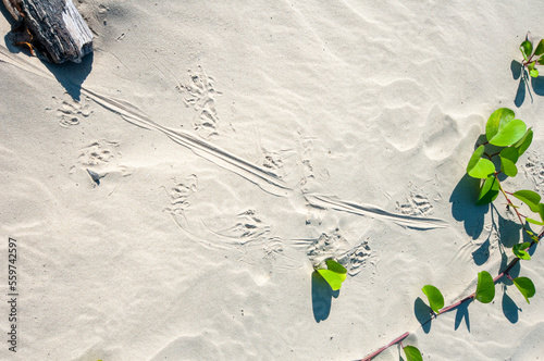 Goanna tracks in white beach sand with a plant and a log photo