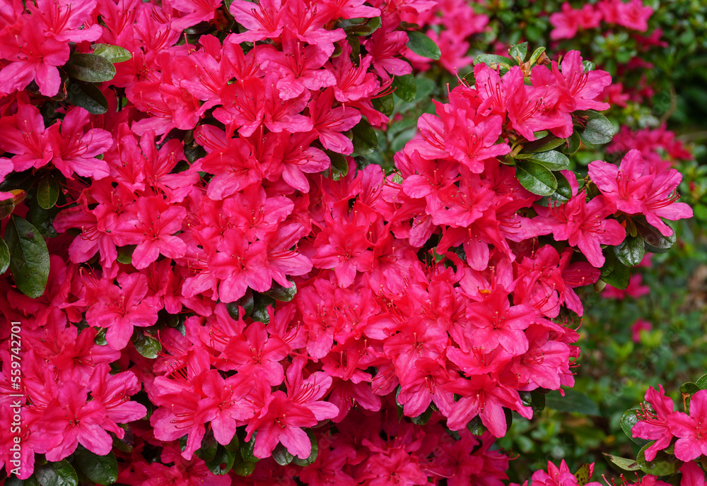 spring bloom of vibrant flowers. red azalea flowers in park gardens. beautiful small flowers on shrub spring bloom of vibrant flowers. red azalea flowers in park gardens. beautiful small flowers on shrub